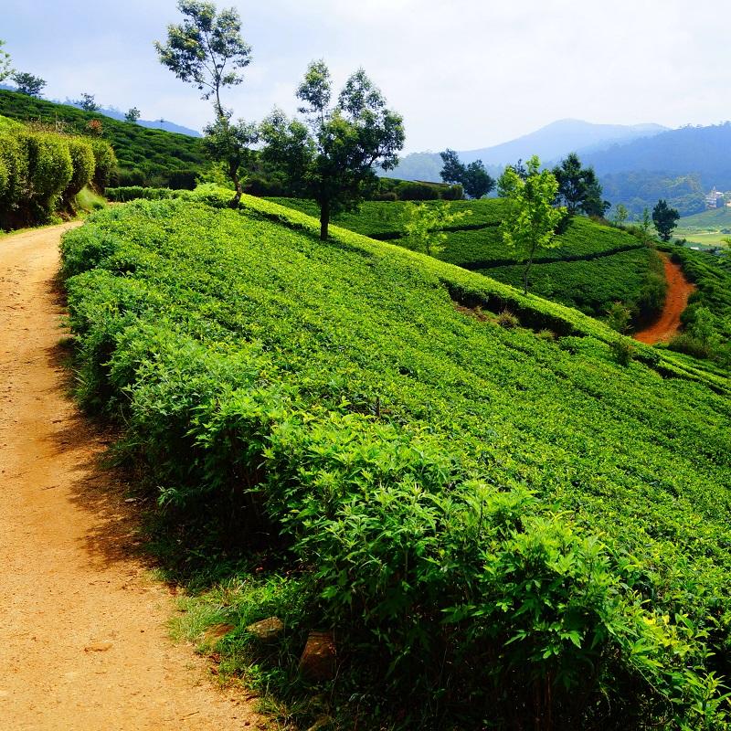 wycieczki na sri lankę