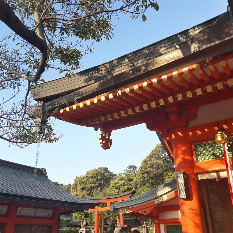 japonia rainbow