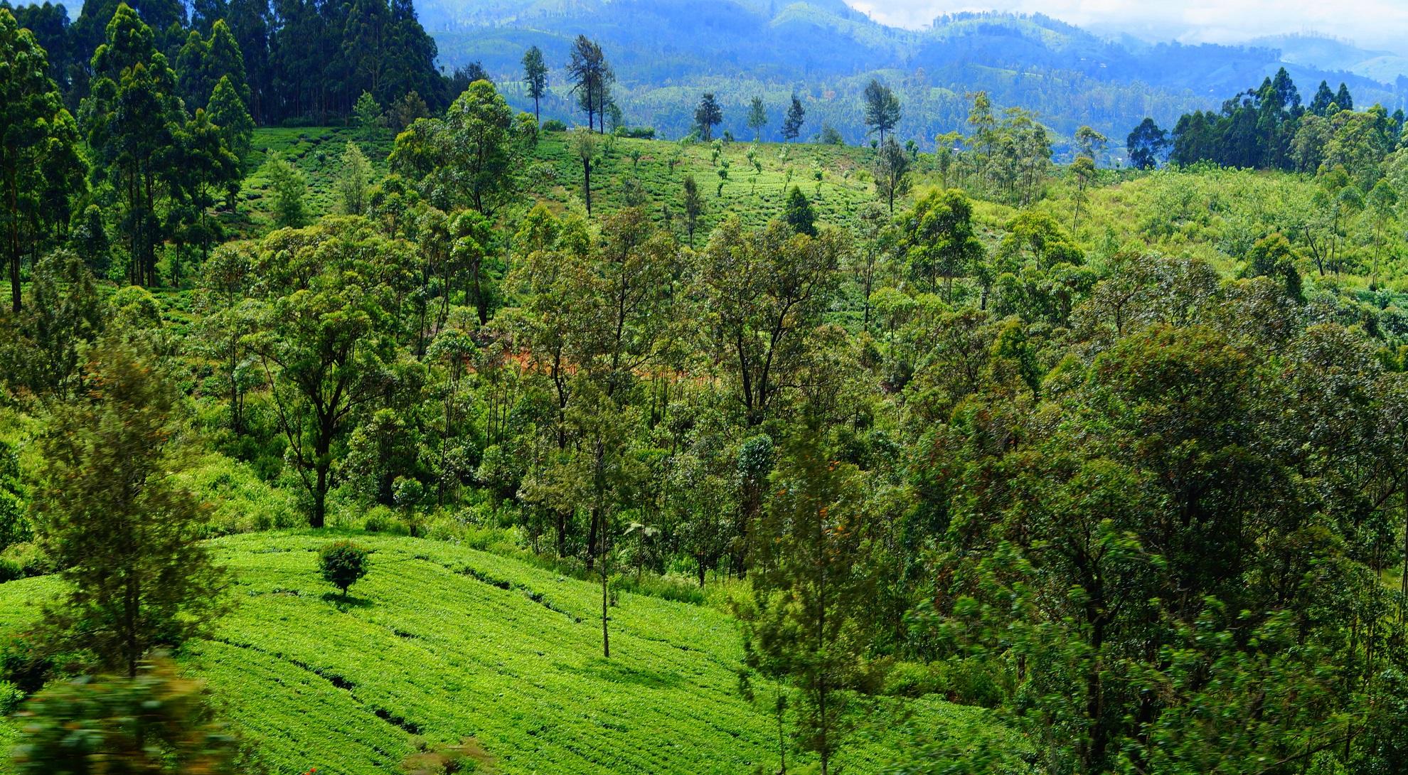 Nuwara Eliya – fragment Anglii w tropikach