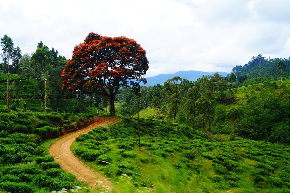 sri lanka wycieczki rainbow