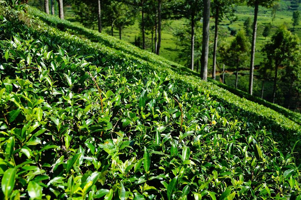 wycieczki na sri lankę