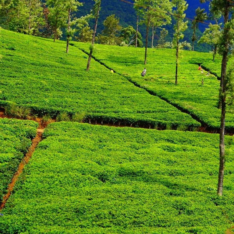 wyprawy na sri lankę