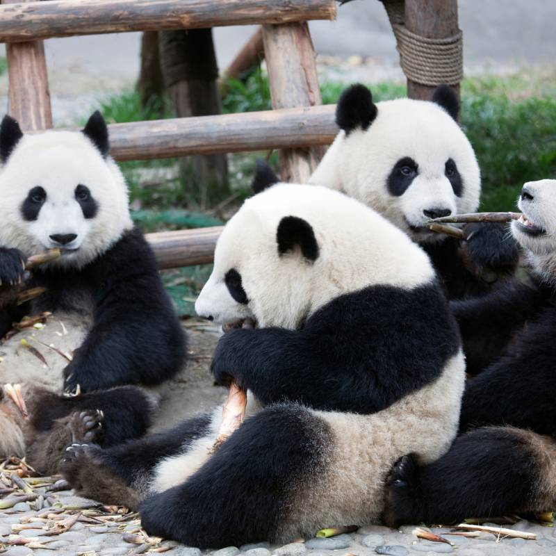 eccotravel wycieczka do chin