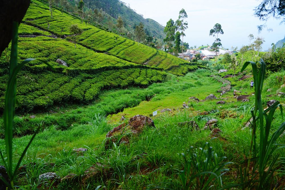 wyprawy na sri lankę