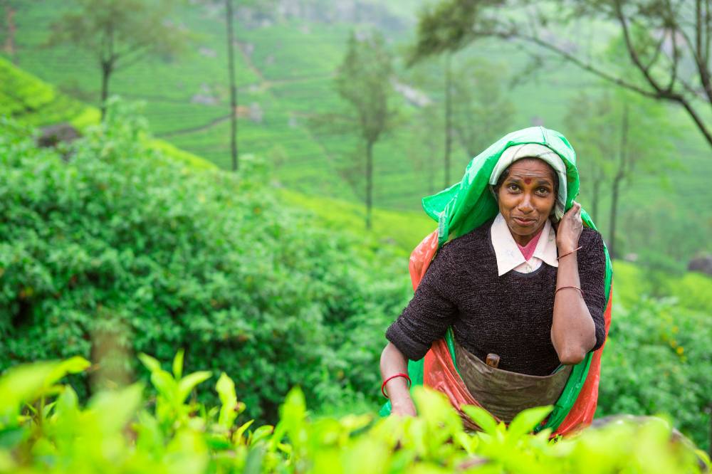 wycieczka na sri lankę soliści