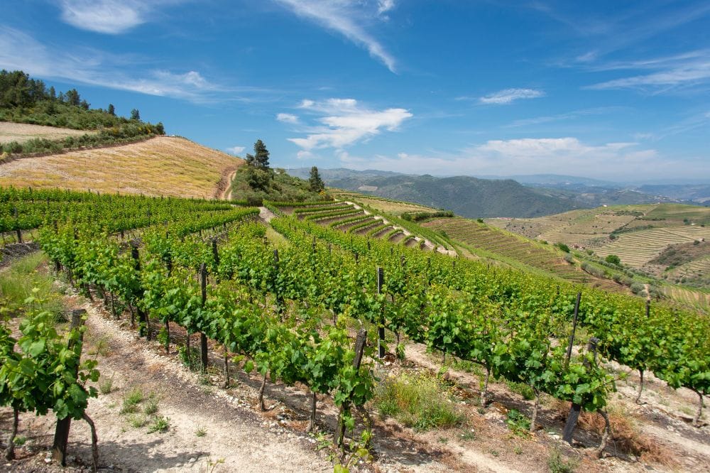 porto wycieczka samolotem